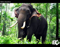 elefante indiano